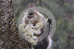 Yunnan Black Snub-Nosed Monkey Rhinopithecus Bieti