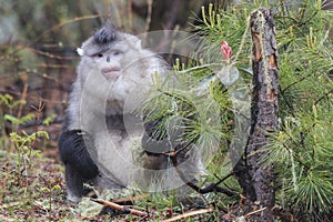 Yunnan Black Snub-Nosed Monkey Rhinopithecus Bieti