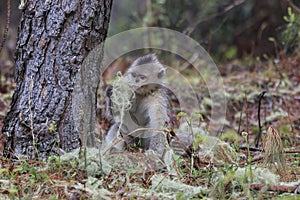 Yunnan Black Snub-Nosed Monkey Rhinopithecus Bieti