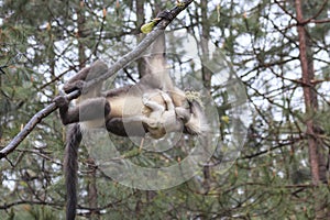 Yunnan Black Snub-Nosed Monkey Rhinopithecus Bieti