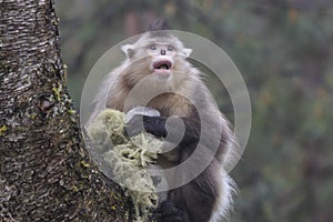 Yunnan Black Snub-Nosed Monkey Rhinopithecus Bieti