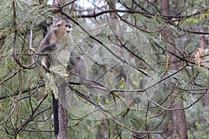 Yunnan Black Snub-Nosed Monkey Rhinopithecus Bieti