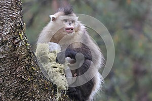 Yunnan Black Snub-Nosed Monkey Rhinopithecus Bieti