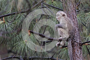 Yunnan Black Snub-Nosed Monkey Rhinopithecus Bieti