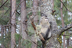 Yunnan Black Snub-Nosed Monkey Rhinopithecus Bieti