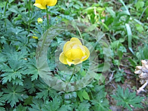 Yunnan-Globeflower, Trollius yunnanensis