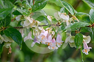 Yunnan honeysuckle Linnaea yunnanensis pinkish flowers