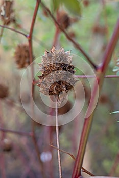 Yunnan Liquorice Glycyrrhiza yunnanensis spherical brownish seed pod