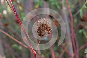 Yunnan Liquorice Glycyrrhiza yunnanensis spherical reddish seed pod