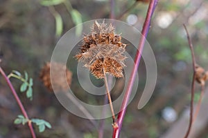 Yunnan Liquorice Glycyrrhiza yunnanensis spherical seed pod