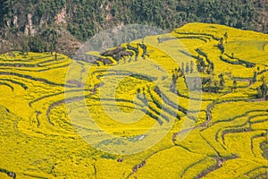 Yunnan Luoping County Niujie Township Camp foot screws terraced canola flower