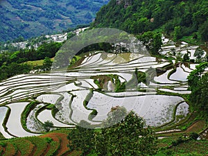 Yunnan rice-paddy terracing photo