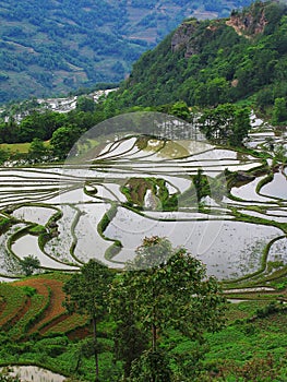 Yunnan rice-paddy terracing photo