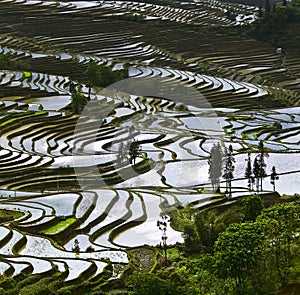 Yunnan rice-paddy terracing photo