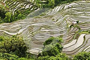 Yunnan rice-paddy terracing photo