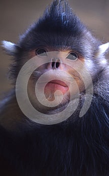 Yunnan Snub-nosed monkey