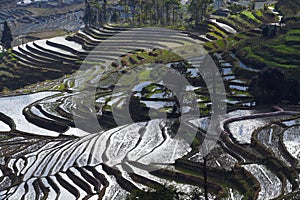 Yunnan terraced rice fields, China