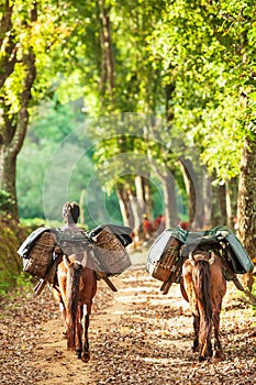 A yunnanese young man with two brown horses carrying tea leaves in wicker baskets on a pathway of tea plantations. Doi Mae Salong