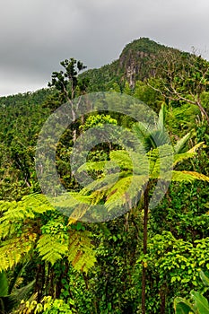 Yunque Central Mountain Range Peak