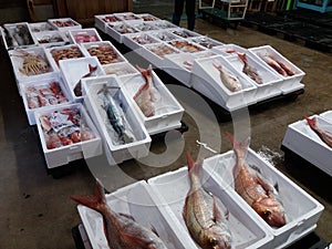 Fish auction at Yura fishing port, Yamagata prefecture, Japan photo