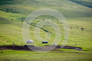 Yurt and livestock in Kyrgyzstan
