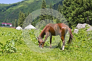 Yurt spruce horse landscape summer