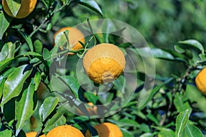 Yuzu: Citrus junos