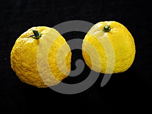 Yuzu or Citrus junos on black background