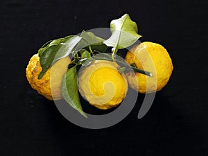 Yuzu or Citrus junos on black background