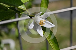 Yuzu (Citrus junos) blossoms.Five-petaled fragrant white flowers bloom in early summer.
