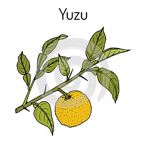 Yuzu Citrus junos , citrus fruit