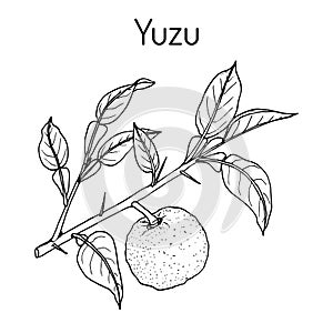 Yuzu Citrus junos , citrus fruit