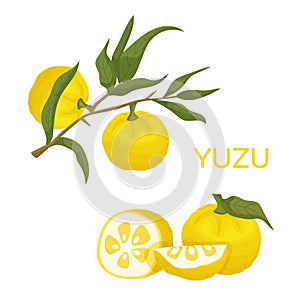 Yuzu. Citrus junos. Citrus fruit and plant in the family Rutaceae