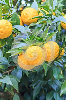 Yuzu: Citrus junos