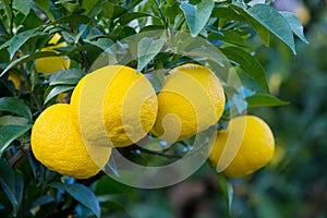 Kito Yuzu on the tree