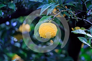 Yuzu fruits in the rain