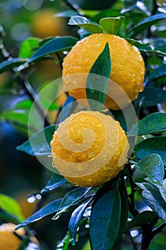 Yuzu fruits in the rain