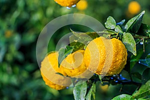 Yuzu fruits in the rain