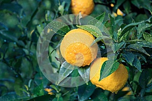 Yuzu fruits in the rain