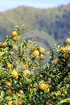 Yuzu on the tree