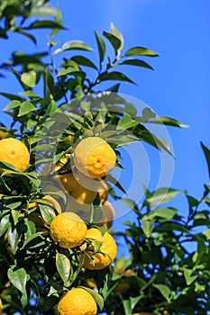 Yuzu on the tree