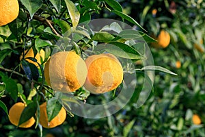 Yuzu on the tree at Kitoh Tokushima