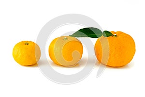 Yuzu on the white background