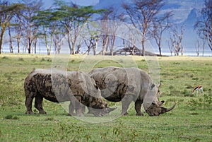 Ywo rhino in Lake Nakuru national Park