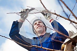 Yyoung man pruning apricot brunches with the pruner photo