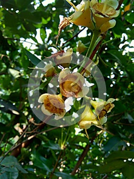 Yzygium aqueum watery rose apple, water apple, bell fruit flower with natural background. The fruit has a very mild and slightly