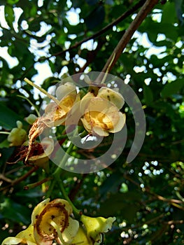 Yzygium aqueum watery rose apple, water apple, bell fruit flower with natural background. The fruit has a very mild and slightly