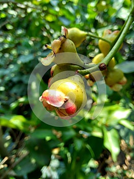 Yzygium aqueum watery rose apple, water apple, bell fruit flower with natural background. The fruit has a very mild and slightly