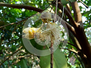 Yzygium aqueum watery rose apple, water apple, bell fruit flower with natural background. The fruit has a very mild and slightly