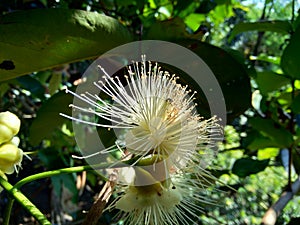 Yzygium aqueum watery rose apple, water apple, bell fruit flower with natural background. The fruit has a very mild and slightly